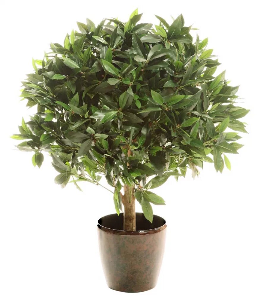 Комнатный лавровый лист. Лаурус нобилис растение. Комнатный лавровый лист. Комнатный лавровый лист. Комнатный лавровый лист.