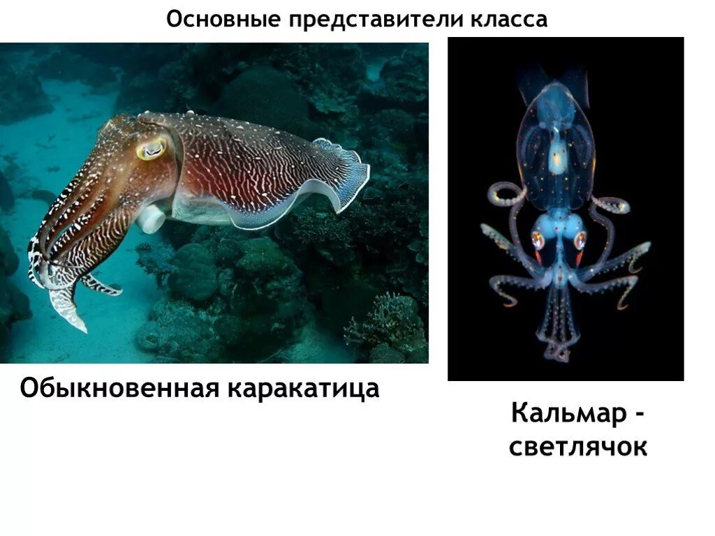 Класс головоногие моллюски представители. Самка каракатицы. Слайд на тему каракатица. Внутреннее строение каракатицы.