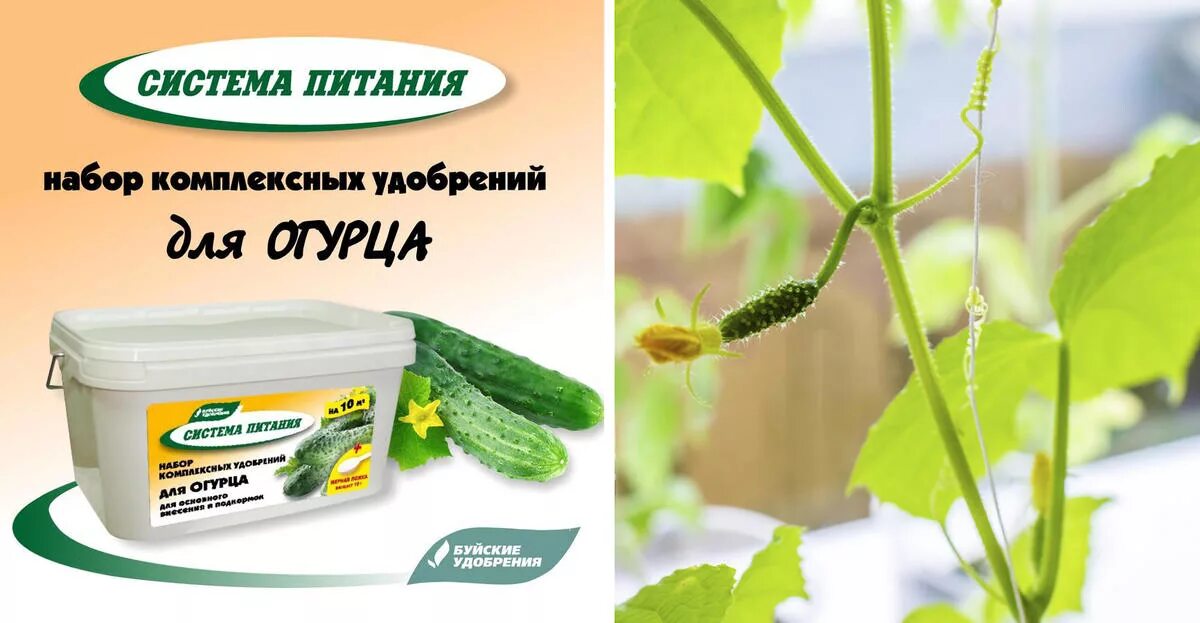 Подкормить огурцы в открытом грунте. Подкормка огурцов. Огурцы в открытый грунт. Лекарство для огурцов. Чем удобрять домашние огурцы.