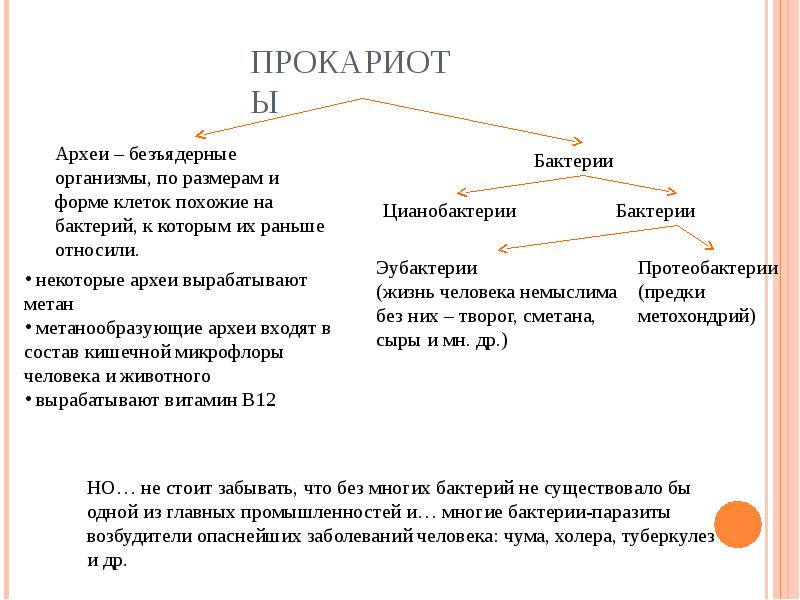 Питание бактерий прокариот. Общая классификация прокариот. Классы прокариот микробиология. Составьте схему отражающую классификацию прокариот а и. Систематика прокариот.