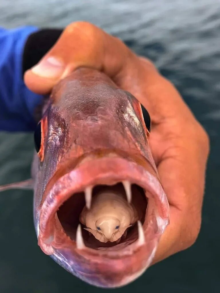 Рыба с открытым ртом. Мокрица-паразит Cymothoa exigua.