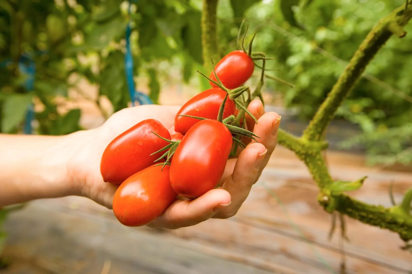 Tomato grow