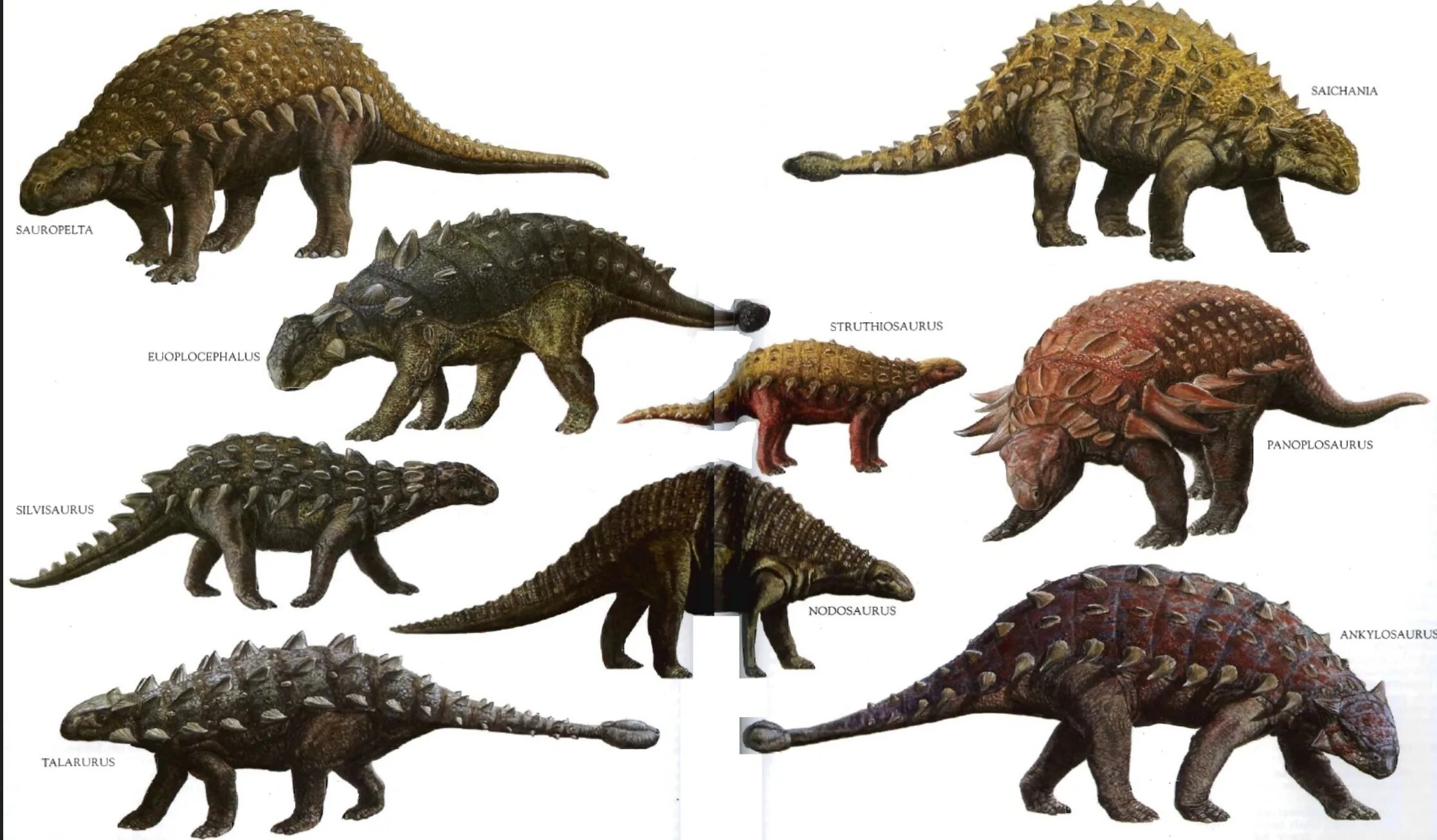 Динозавр форма. Таларурус и Анкилозавр. Панцирный Анкилозавр. Анкилозавр динозавр. Эвоплоцефал динозавр.