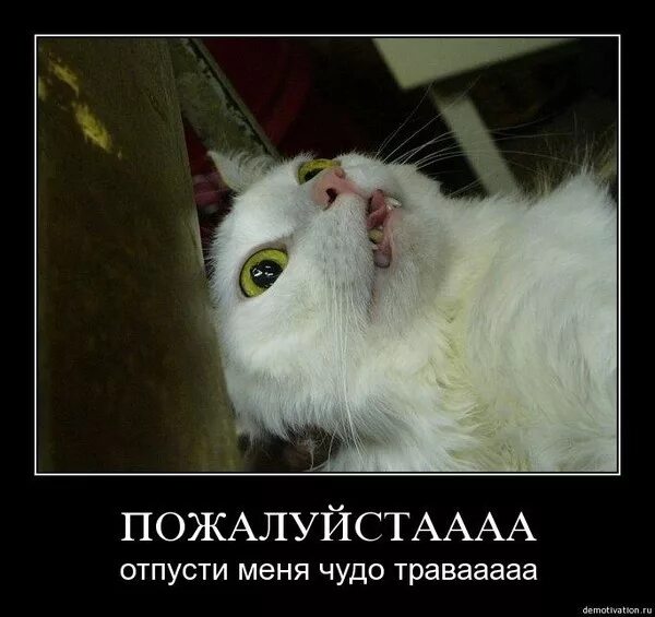 Пожалуйста не надо отпустите меня. Отпусти меня чудо трава картинки. чудо трава отпусти мем. пожалуйстаааа. отпусти меня чудо трава кот.