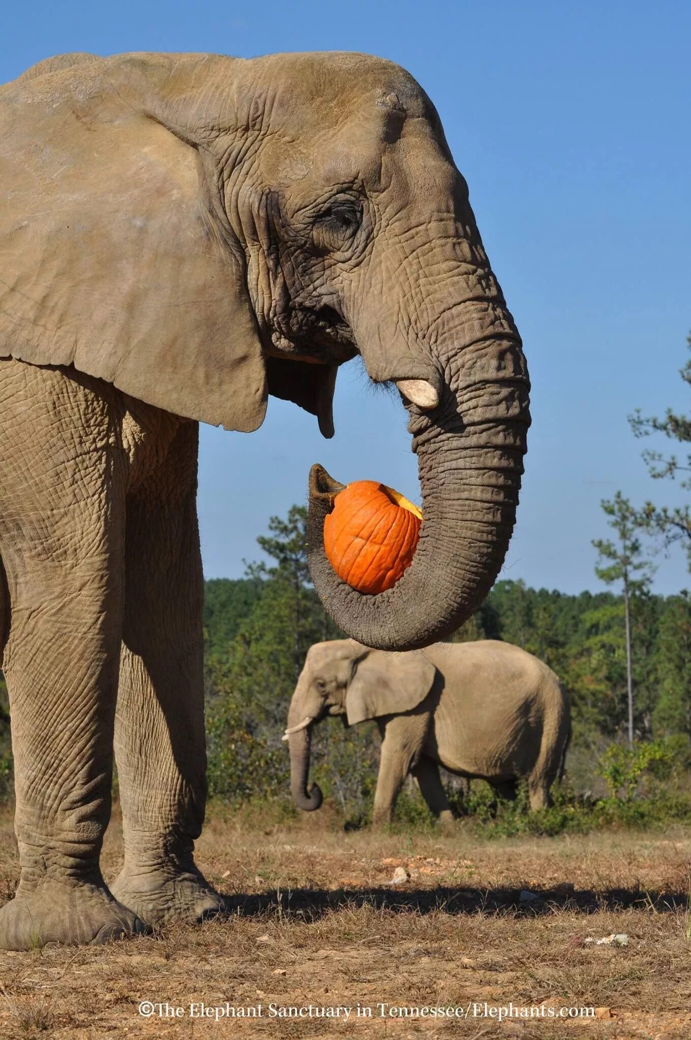 G elephant. Африканский слон. Самый большой слон. Большой Африканский слон. Африканский слон и человек.