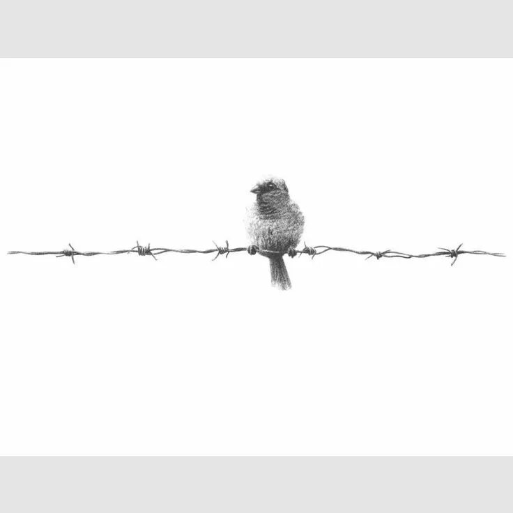 Two Birds on a wire. Two Birds on a wire обложка. Song two Birds on a wire. Two Birds смысл песни. Песня two birds on a wire