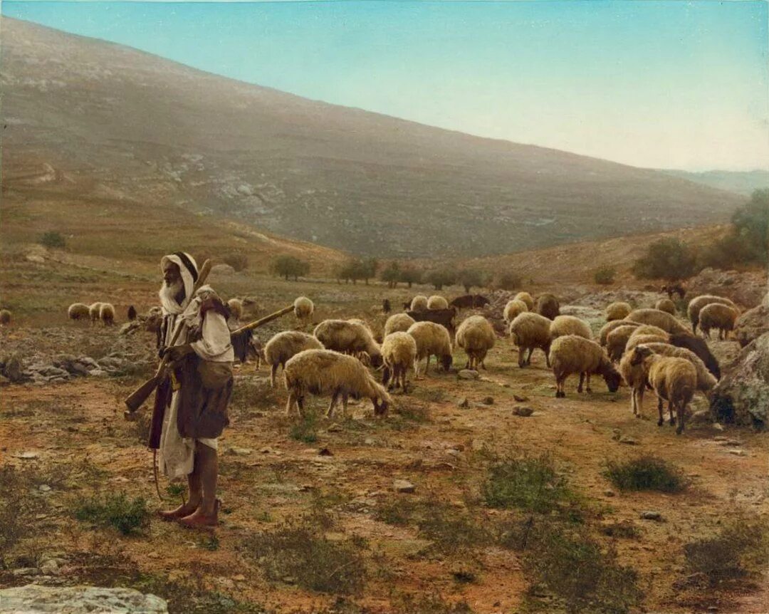 Пасет город. Пастух в древнем Израиле. Древняя Палестина скотоводство.