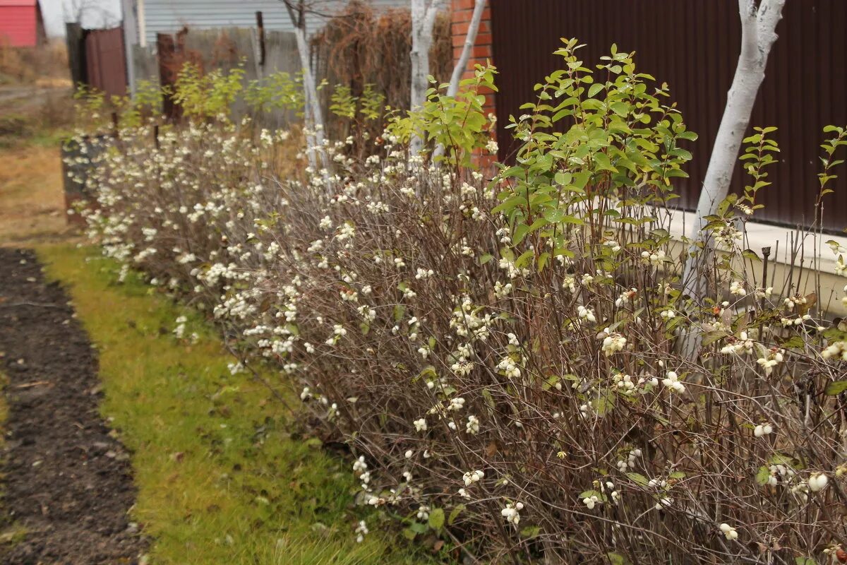 Зимовка. Чубушник после зимы. Бирючина обыкновенная зимой. Чубушник венечный балет мотыльков. Чубушник силберреген.