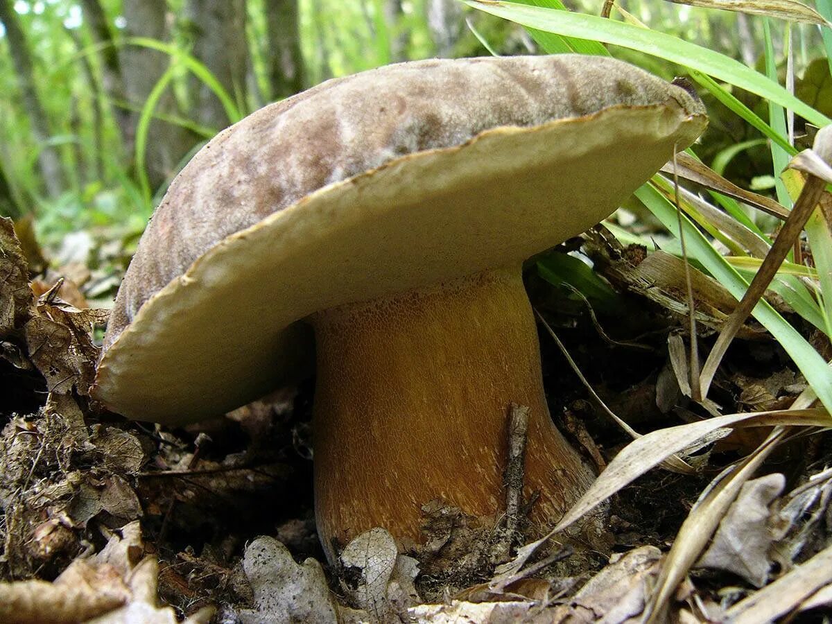 Белый гриб бронзовый Boletus aereus. Боровик бронзовый. Гриб бронзовый Боровик. Болет бронзовый (Боровик бронзовый). Боровик растет