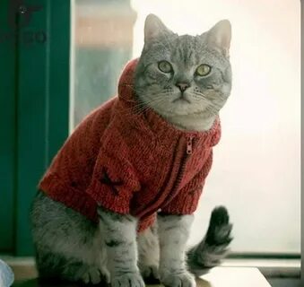 Кофта для кота