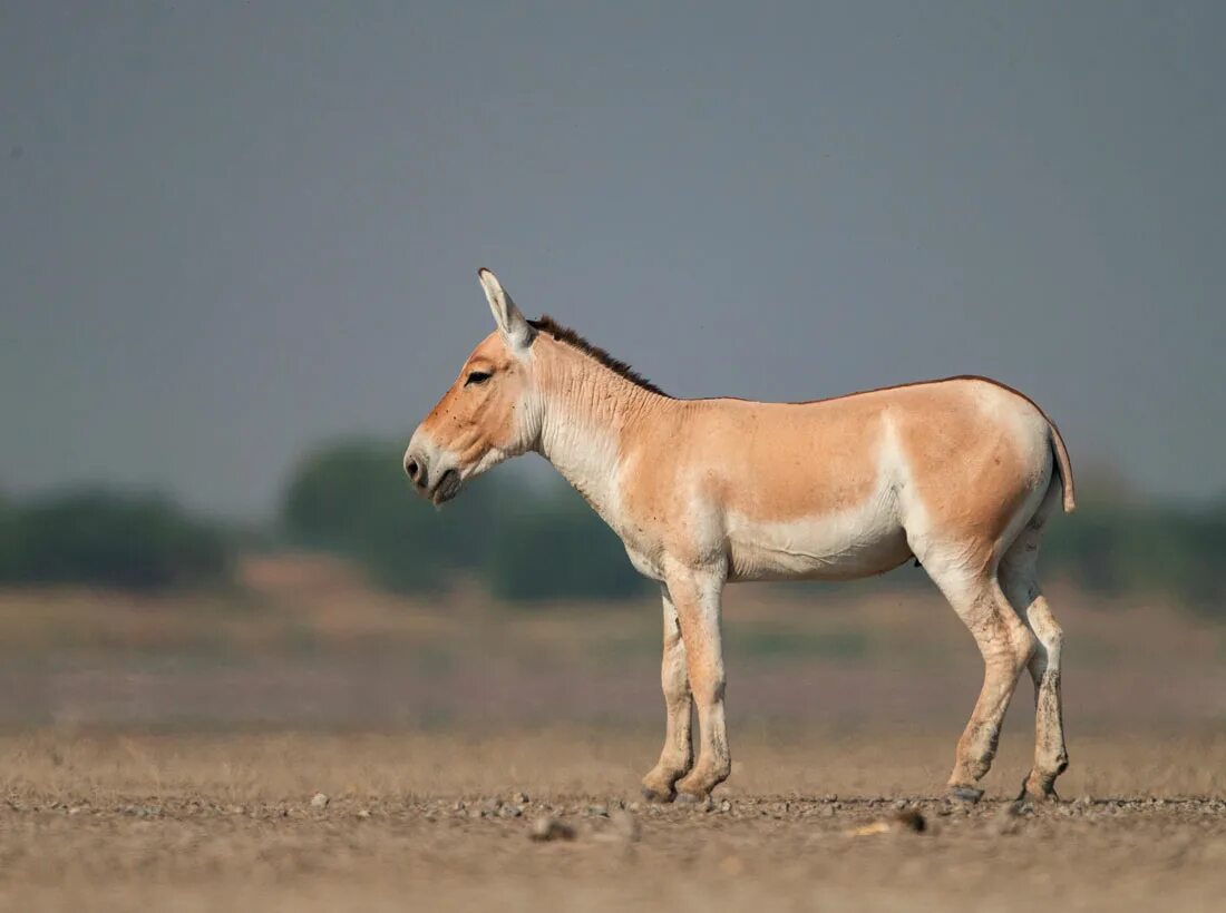 Кулан область. Монгольский Кулан. Кулан Equus hemionus. Сирийский Кулан. Туркменский Кулан.