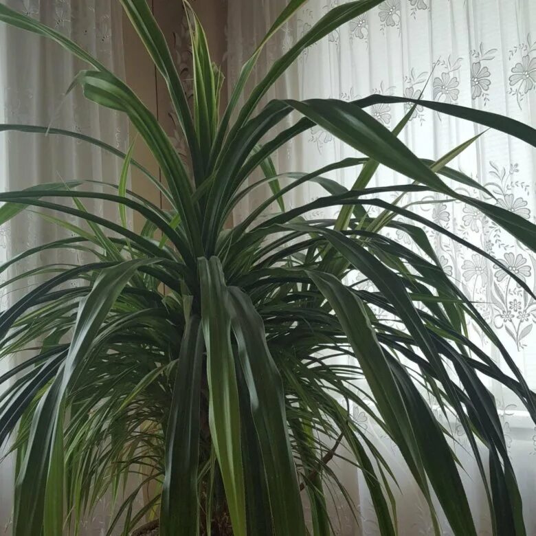 Комнатное растение панданус. Цветок пальма панданус. панданус вейча. драцена пальма панданус. пальма винтовая панданус вейча.