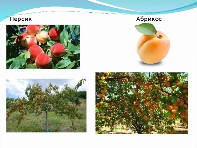 Абрикос сибирский сеянец. Персики нектарины абрикосы разница. Абрикос сеянец байкалова. Чем отличается абрикос. Абрикос дикий жердела.