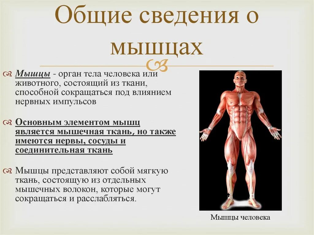 Мышечная система какие органы входят. Общие сведения о мышцах. Общее строение мышечной системы. Мышцы человека презентация. Общая анатомия мышечной системы человека.