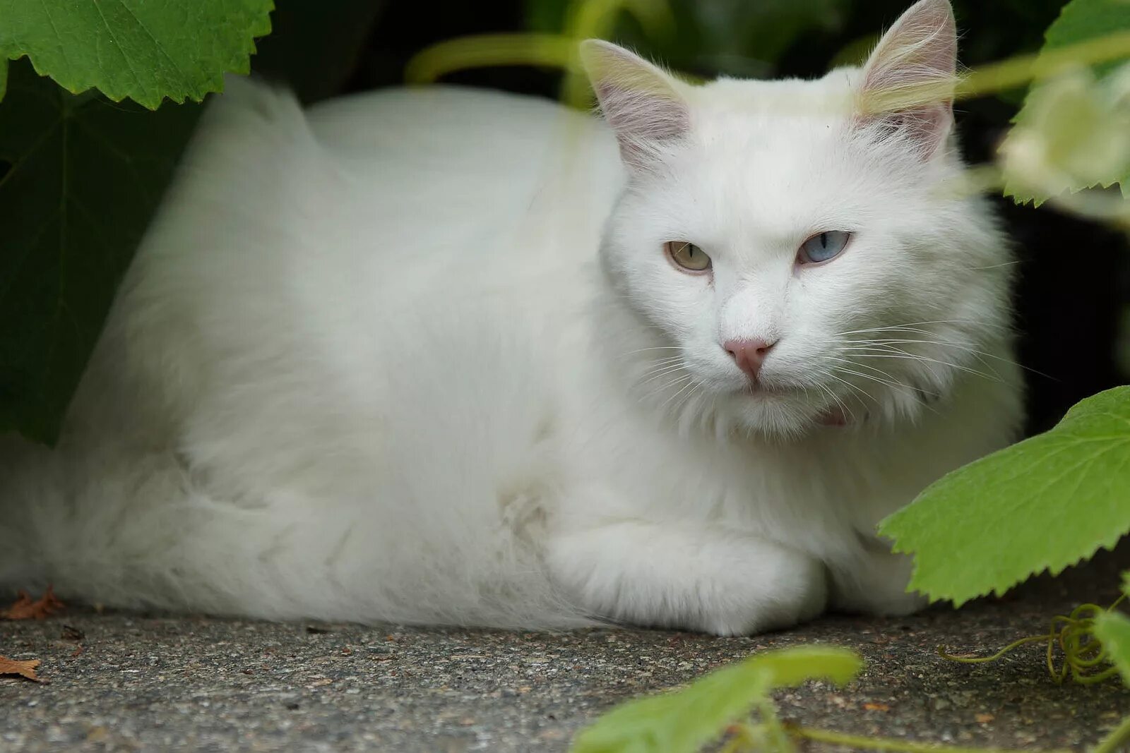 Характер ангоры. Ангорская кошка. Турецкая ангора кошка. Белая ангорская кошка. Порода кошек ангорская турецкая.