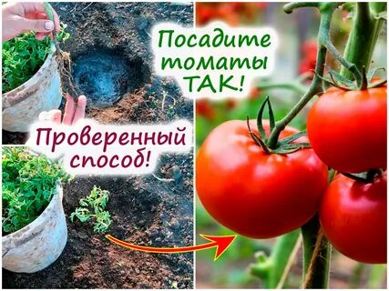 Посадка томаты грунт