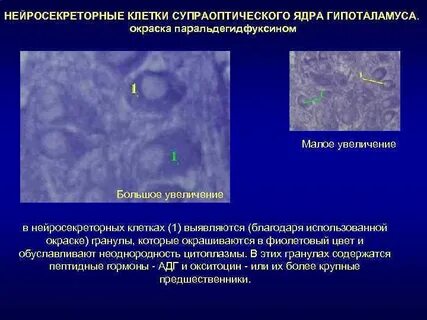 Нейросекреторные клетки гипоталамуса