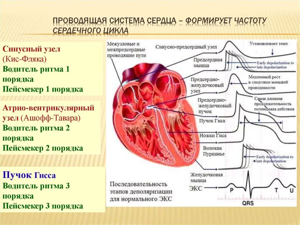 Проводящая система сердца пейсмейкеры. Предсердный желудочковый узел. Проводящая система сердца схема водители ритма. Клетка-пейсмейкер проводящей системы сердца.