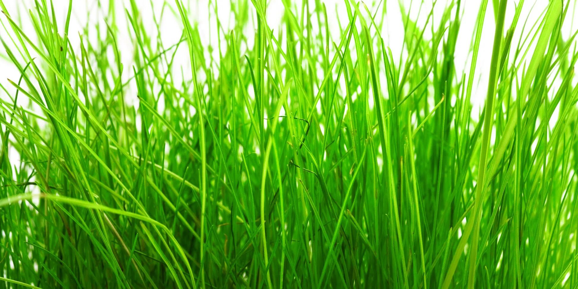 Трава зелена вопрос. Зеленые растения на белом фоне. Трава картинка. Зеленая трава мультяшная. Зеленая травка картинка для детей.