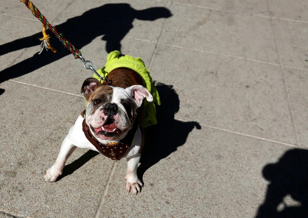 Французский бульдог под одеялом. Может ли собаке надоесть корм. Французский бульдог храпит. Рвота бульдог. Дерматомикоз у французского бульдога.