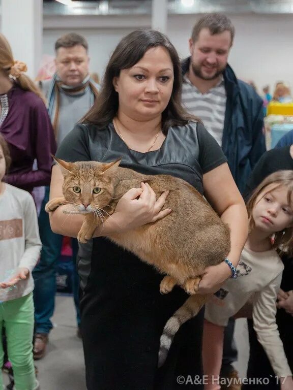 Купить кошку в москве. Кошарики шоу Сокольники. Кошарики шоу Сокольники 2020. Выставка котят "кошарики шоу. Выставка кошек в Москве кошарики.