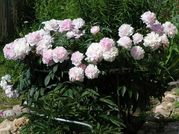 Hollingsworth Peonies - Marilla Beauty Peonies, Peonies and hydrangeas, Beautifu