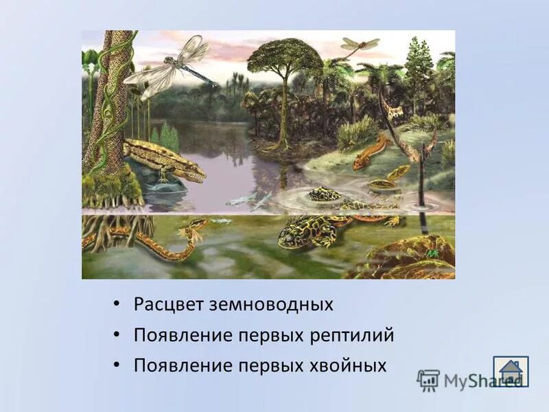 Появление водорослей эра