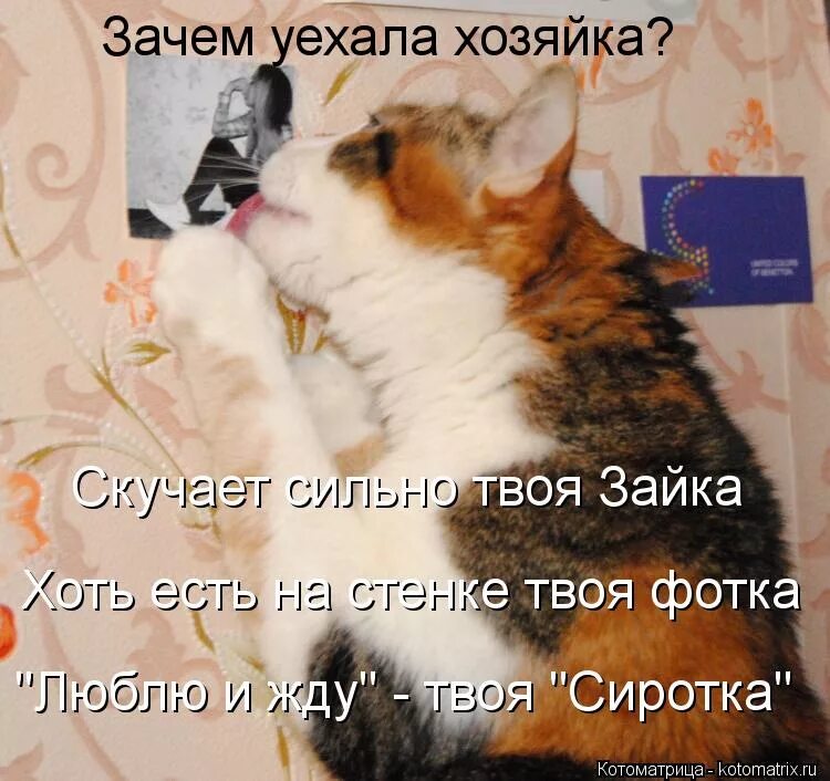 Почему уехал. Почему уехал. Как выглядит комикс. Почему уехал. Уехать в америку.