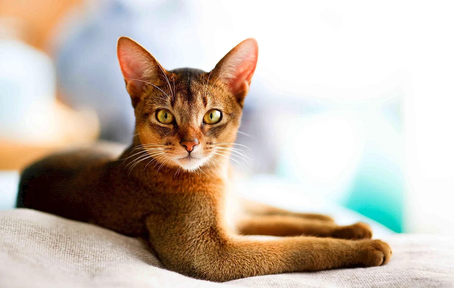 Хорошие качества кота. Абиссинская кошка. Кот породы абиссинец. Кошка Египетская абиссинец. Абиссинская короткошерстная.
