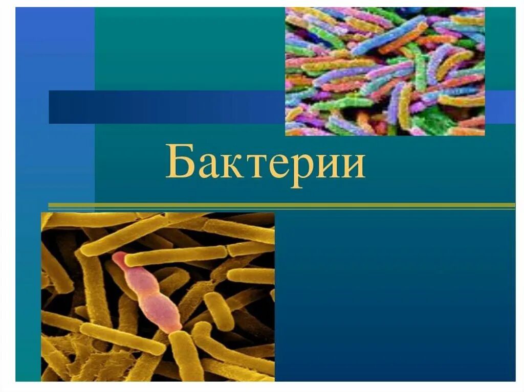 Презентация на тему бактерии. Проект по биологии на тему бактерии. Проект на тему бактерии. Доклад о бактериях. Бактерии урок 7 класс