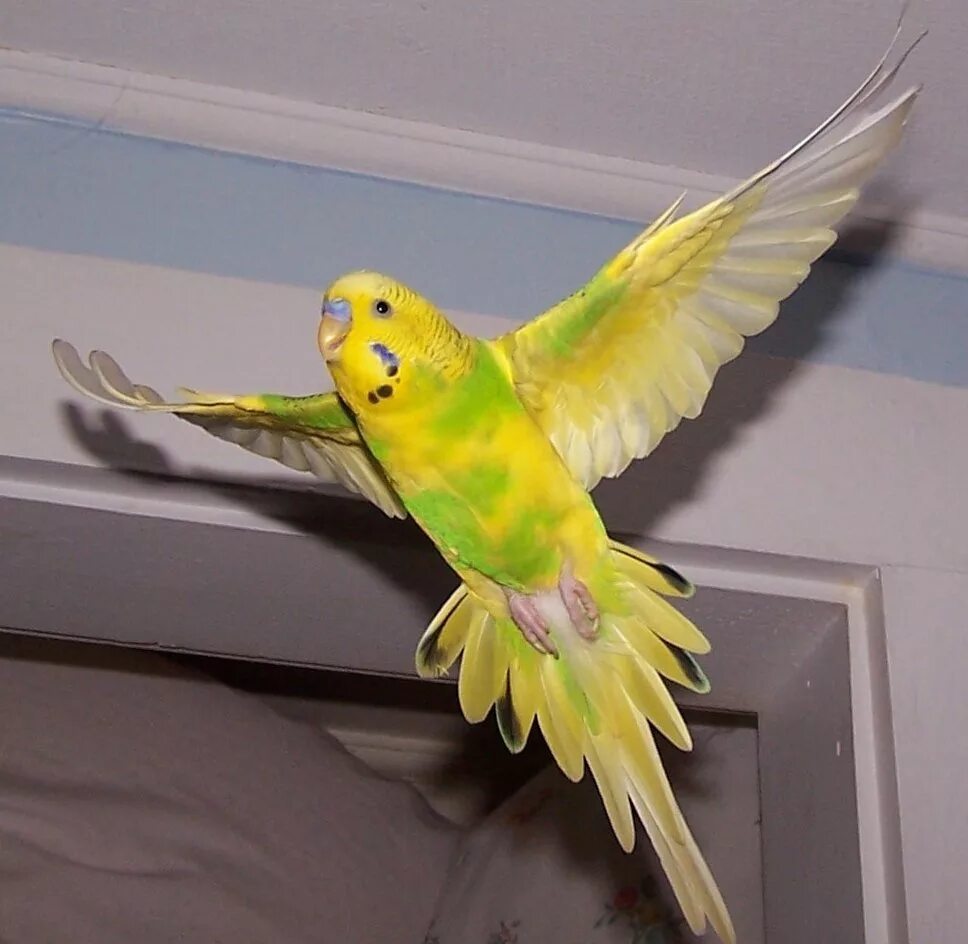 Почему попугай не летает. Волнистый попугай Арлекин. Волнистый попугай Budgie. Жёлто-зелёные попугаи волнистый попугай. Волнистые попугайчики полет.