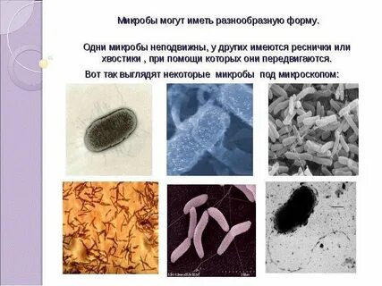 Бактерии наши друзья и враги
