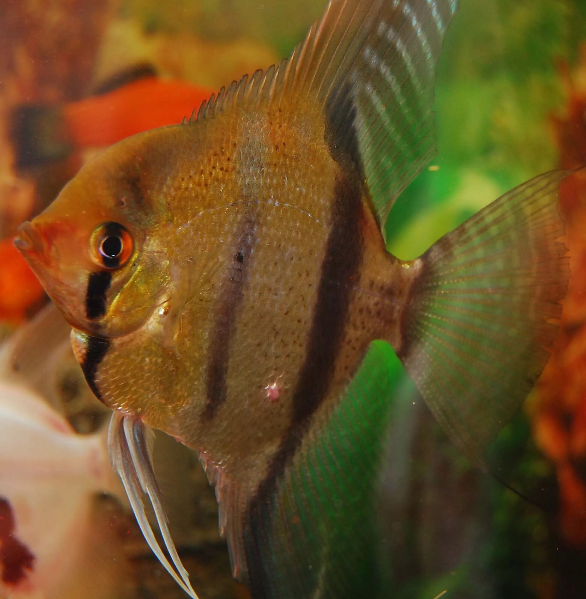 Скалярия перуанский альтум. Аквариум скалярии умирают. Скалярия березка. Аквариум скалярии умирают. Красные плавники у скалярии.