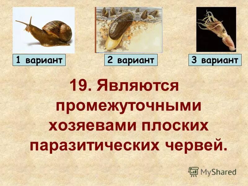 Промежуточные хозяева паразитических червей ракообразных. Особенности строения и жизнедеятельности ракообразных. Кошачий (сибирский) сосальщик (opisthorchis felineus). Промежуточный хозяин печеночного сосальщика биология. Моллюск промежуточный хозяин промежуточный хозяин.