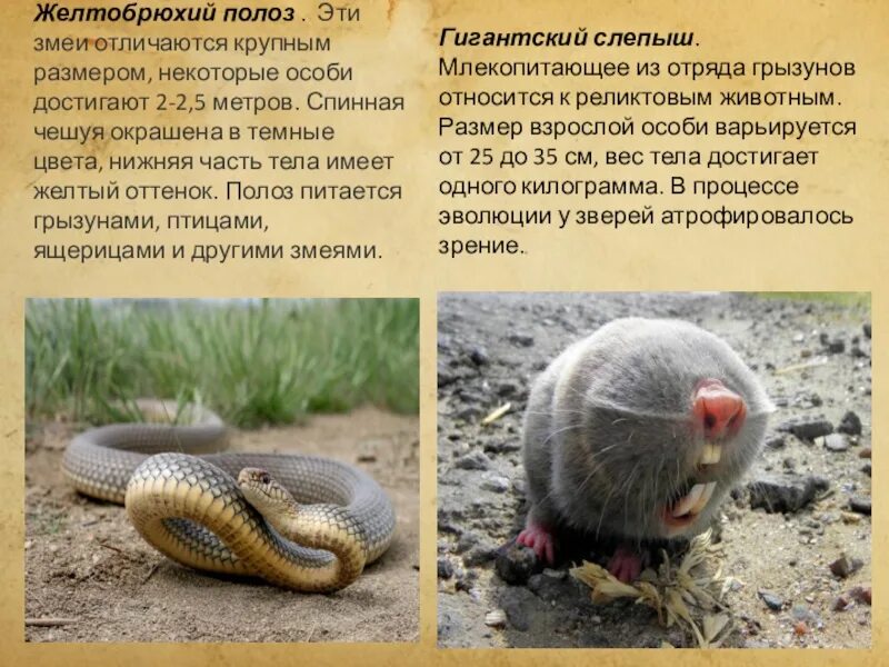 Полоз змея желтобрюхий. Желтобрюхий каспийский полоз. Желтобрюхий полоз фото и описание. Желтобрюхий полоз. Полоз змея желтобрюхий.