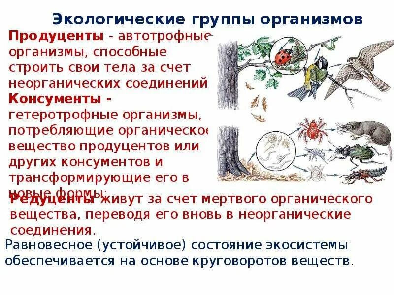 Экологические группы организмов. Экологические группы простейших. Экологические группы организмов биология. Экологические группы организмов таблица. Экологические группы 6 класс биология