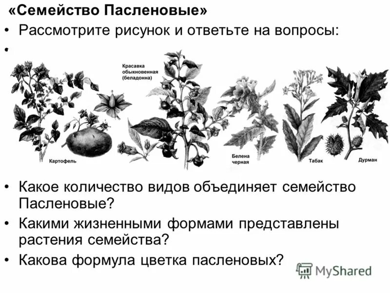 Какая жизненная форма у пасленовых. Семейство пасленовые семя. семейство пасленовые схема. схема цветка семейства пасленовых. семейства растений схема паслёновые.