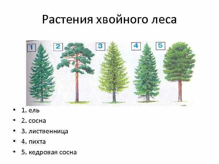 Сосна относится к хвойным. Хвойные деревья ель сосна лиственница пихта Кедровая сосна. Хвоинки ель сосна Кедровая сосна пихта лиственница. Ель сосна пихта лиственница. Ель пихта лиственница.