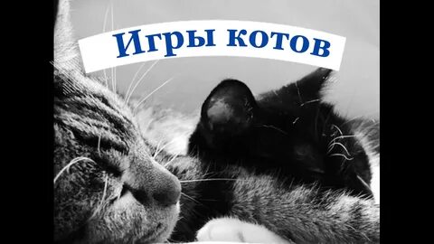 Два котенка черный и белый