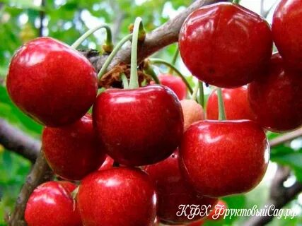 Сорт вишня краснодарская