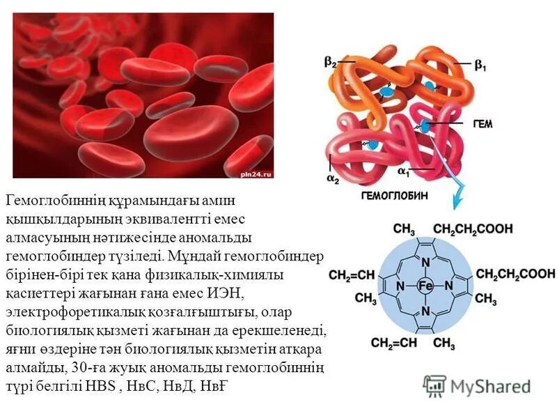 Строение и функции гемоглобина и миоглобина человека. Структура миоглобина и гемоглобина. Химическое строение гемоглобина а1. Строение эритроцита и гемоглобина. Гемоглобин 35 у мужчины