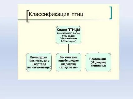 Птицы систематика