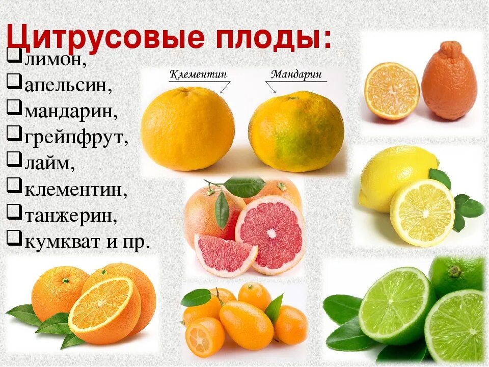 Цитрусовые фрукты. Цитрус фрукты названия. Название всех цитрусовых плодов. Перечень цитрусовых фруктов.