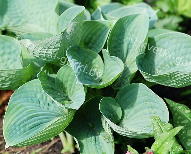 Love pat. Хоста гибридная лав ПЭТ. Хоста гибридная "Love Pat". Hosta Love Pat (Хоста лав ПЭТ). Хоста Tokudama Love Pat.