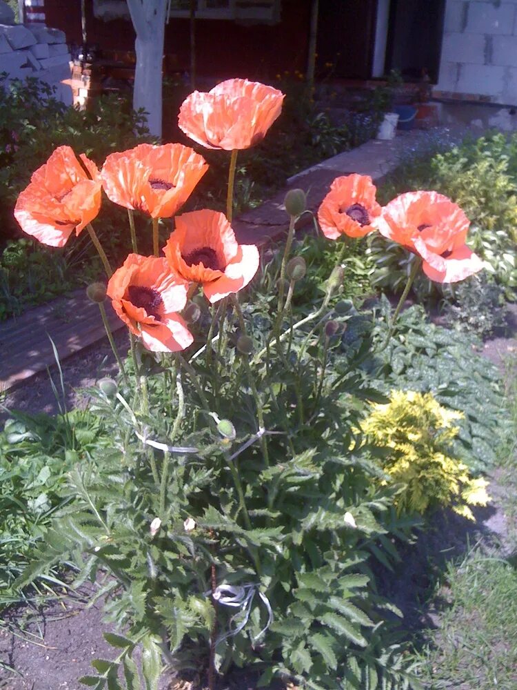 Мак можно выращивать на даче. Мак оранжевый многолетник. Мак петтис плам. Мак папавер рассада. Мак огородный.