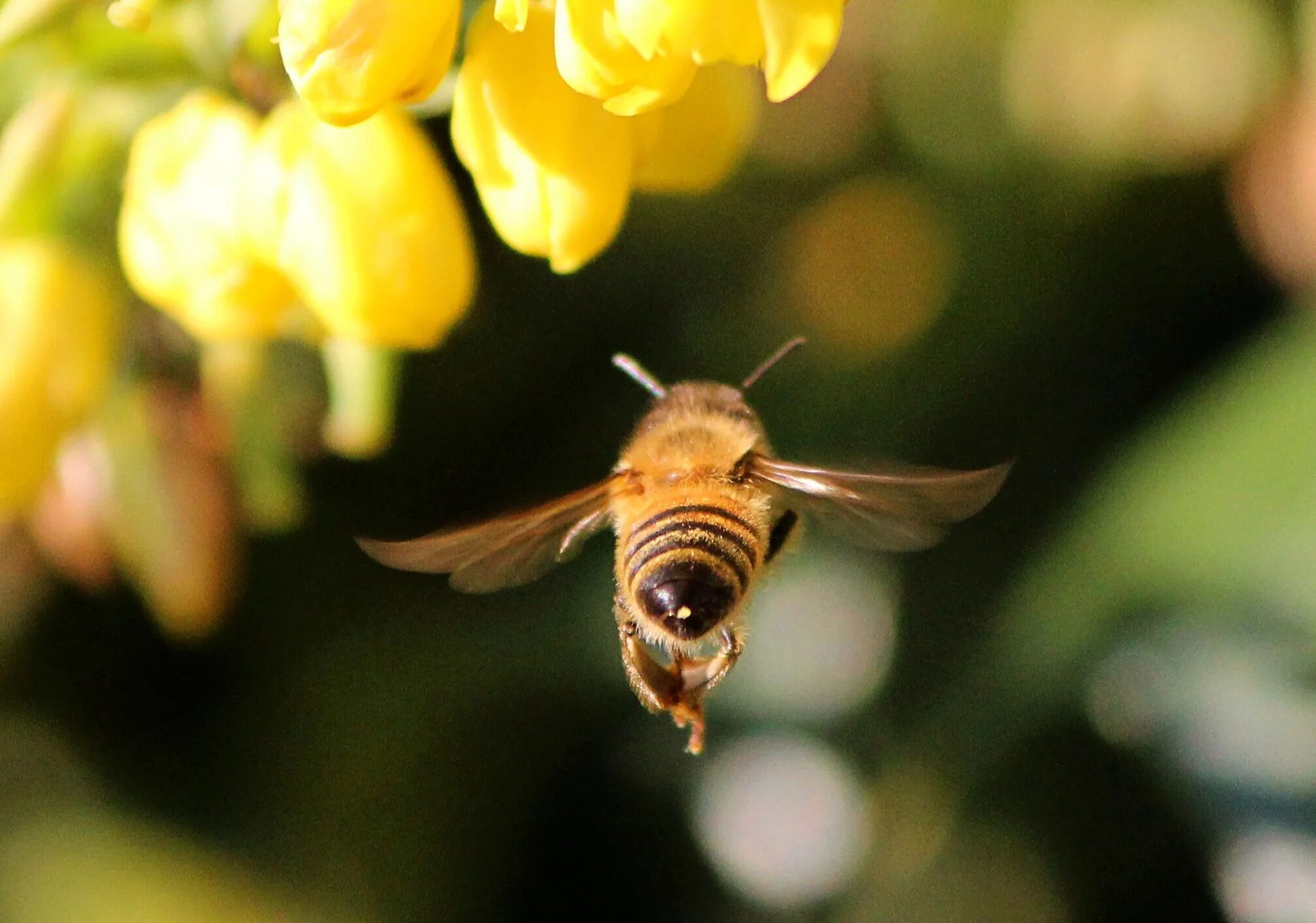 Bee fly. Карликовые медоносные пчелы. ЦЕРАТИН пчела. Шмель медоносный. Пчела в полете.