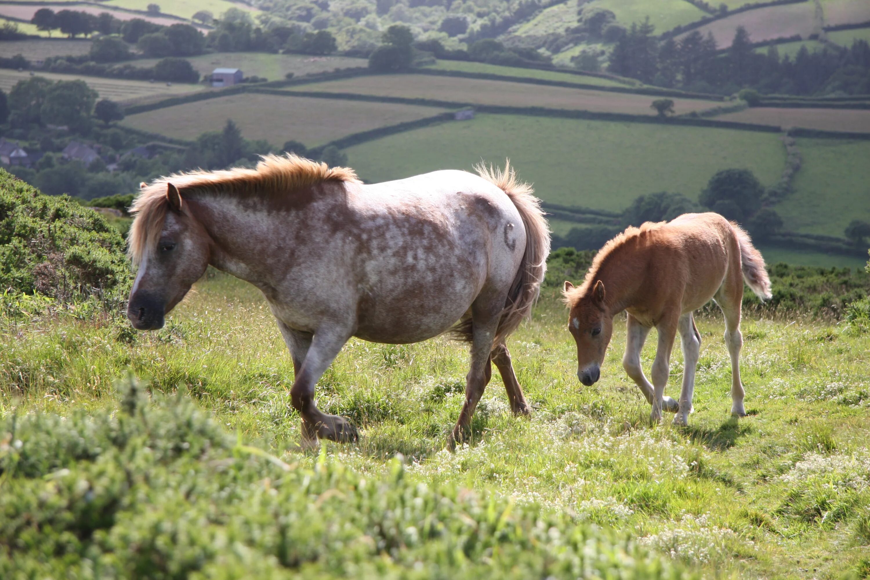 Дикая лошадь из азии 5 букв сканворд. Dartmoor Pony. Dartmoor лошади. Дартмурские пони. Дикие лошади.