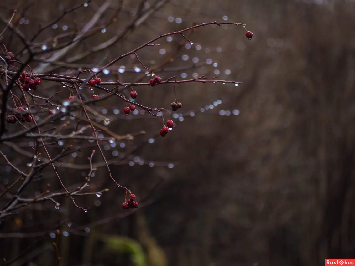 фотоработы владимир громов. расфокус город. клер rasfokus. расфокус видео. природа в расфокусе.