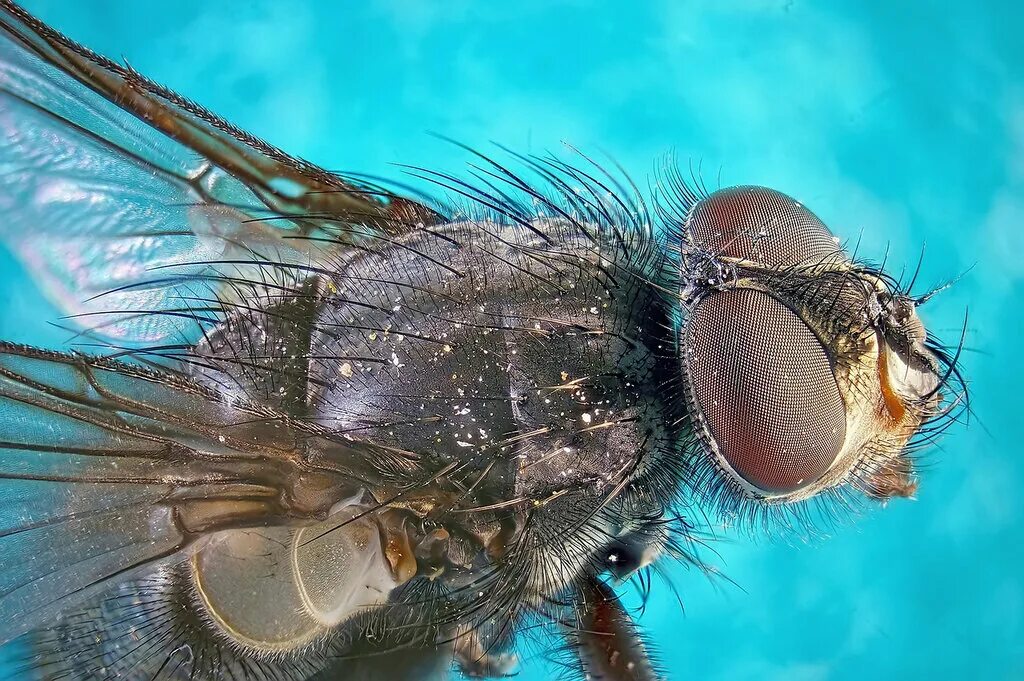 строение мухи схема. жужжальца мухи. муха (насекомое) строение. муха крылья какие. крылья комара.