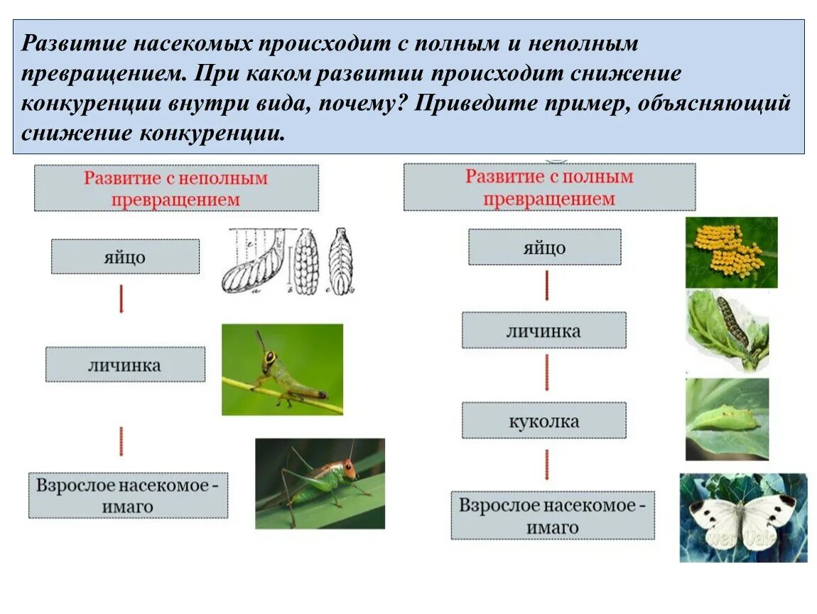 Жизненные циклы насекомых с полным и неполным превращением. Тип развития насекомых с полным и неполным превращением. Стадии развития насекомых с полным и неполным превращением. Полное превращение и неполное превращение насекомых. Стадии развития с метаморфозом